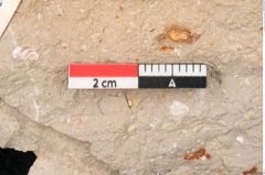 Foto (Detailansicht) von Banksia haeringiana Ettingshausen (NHMW-GEO-2024-0188-7936)